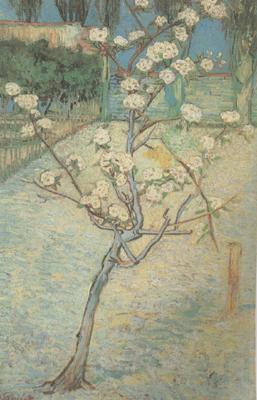 Vincent Van Gogh Blossoming Pear Tree (nn04) France oil painting art